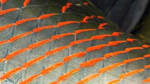 Video thumb for Pirarucú - Amazon's Giant Arapaima
