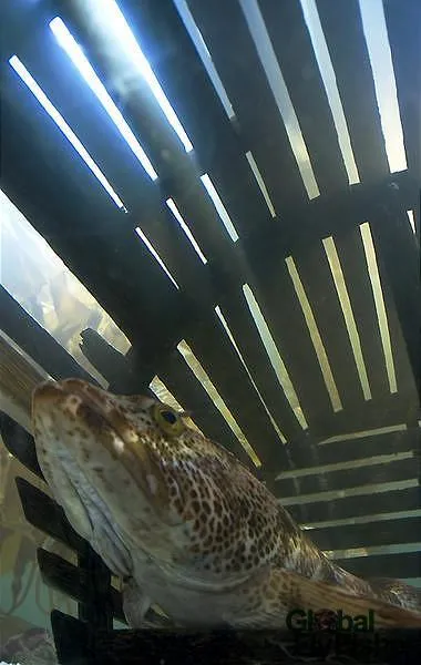 User submitted picture: Fish in a trap. Taken wi...